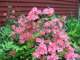 Thumbnail of IMG_0745.jpg