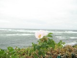 Thumbnail of IMG_3300.JPG