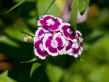 Thumbnail of P1040155.jpg