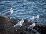 Thumbnail of P1050126.jpg