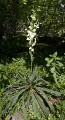 Thumbnail of whole_yucca.jpg